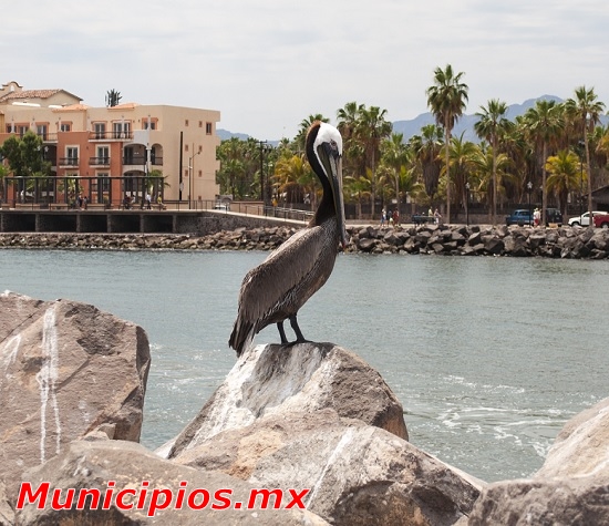 Pelicano en Loreto, Baja California Sur