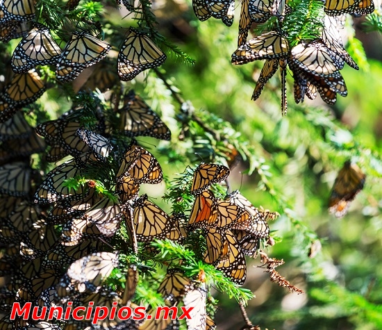 Muchas mariposas en Ocampo, Michoacán