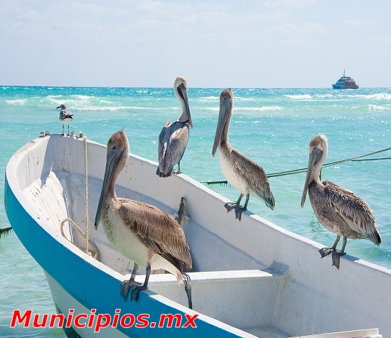 Pelicanos en Playa del Carmen, Mexico